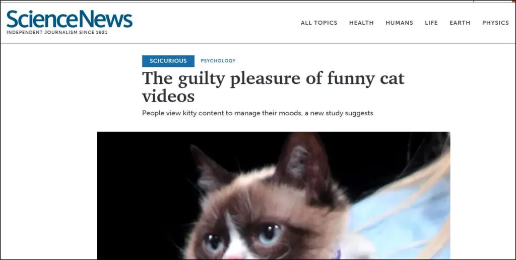 Article about funny cat vidoes with a picture of a cat
